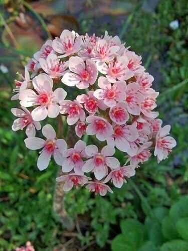10 seed per pack Darmera peltata Indian Rhubarb Umbrella Plant