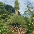 5 seed per pack Puya raimondii Queen of the Andes Titanka