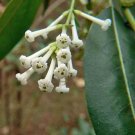 5 seed per pack Cestrum diurnum China Berry White Chocolate Cestrum