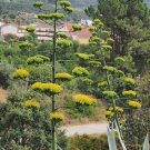 10 seed per pack Agave americana American Century Plant Maguey