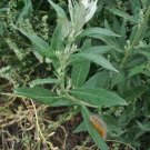 50 seed per pack Artemisia douglasiana California Mugwort