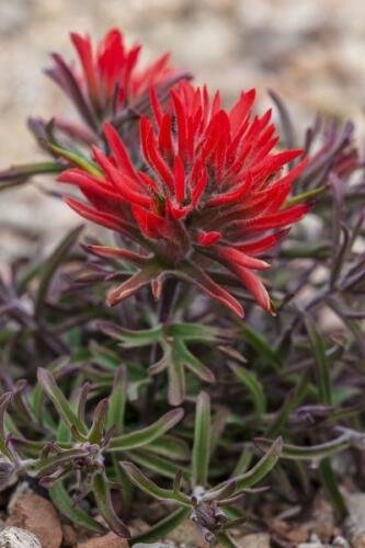 10 seed per pack Castilleja scabrida Rough Indian Paintbrush