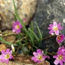 5 seed per pack Lewisia pygmaea Alpine or Dwarf Lewisia Pygmy Bitterroot