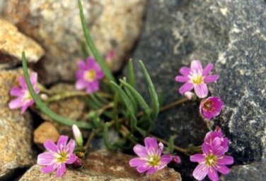 5 seed per pack Lewisia pygmaea Alpine or Dwarf Lewisia Pygmy Bitterroot
