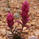 10 seed per pack Castilleja parvula v. revealii Tushar Plateau Indian Paintbrush