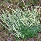 20 seed per pack Artemisia frigida Fringed Sagewort Pasture or Prairie Sage