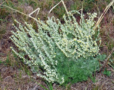 20 seed per pack Artemisia frigida Fringed Sagewort Pasture or Prairie Sage