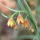 5 seed per pack Fritillaria eastwoodiae Butte County or Eastwood's Fritillary