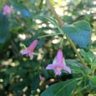 10 seed per pack Fuchsia microphylla ssp. microphylla Small Leaf Fuchsia