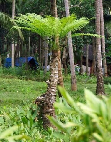 5 seed per pack Phoenix pusilla Ceylon Date Palm The Flour Palm