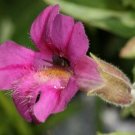 20 seed per pack Erythranthe lewisii Lewis Monkeyflower Pink Monkey Flower
