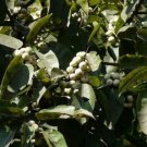 100 seed per pack Ficus virens Grey Fig White Fig pilkhan manbornde
