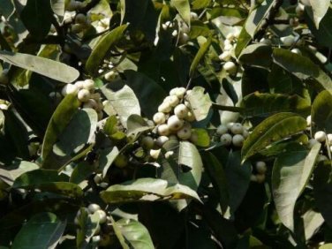 100 seed per pack Ficus virens Grey Fig White Fig pilkhan manbornde