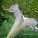 10 seed per pack Datura metel 'Mranaha'