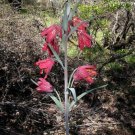 5 seed per pack Fritillaria recurva Scarlet Fritillary Scarlet Missionbells