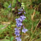 150 seed per pack Lobelia puberula Downy Lobelia Blue Lobelia