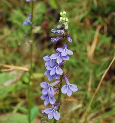 150 seed per pack Lobelia puberula Downy Lobelia Blue Lobelia