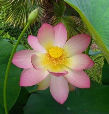 5 seed per pack Nelumbo nucifera Egyptian Bean Sacred Lotus