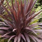 10 seed per pack Cordyline obtecta Purpurea Red Cabbaga Palm