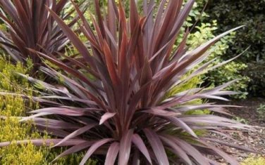 10 seed per pack Cordyline obtecta Purpurea Red Cabbaga Palm