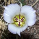 10 seed per pack Calochortus ambiguus Arizona Mariposa Lily Doubting Mariposa