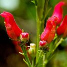 20 seed per pack Scrophularia macrantha Redbirds in a Tree