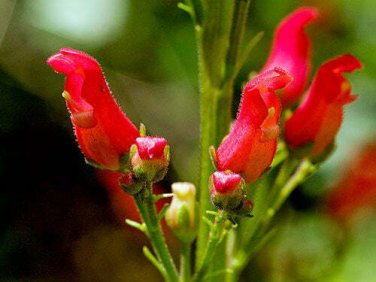 20 seed per pack Scrophularia macrantha Redbirds in a Tree