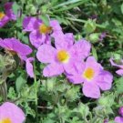 50 seed per pack Cistus creticus Rock Rose Cretan Rockrose Hoary Rock-Rose