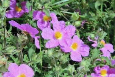 50 seed per pack Cistus creticus Rock Rose Cretan Rockrose Hoary Rock-Rose