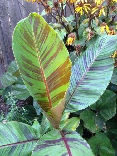 10 seed per pack Musa sikkimensis Red Tiger Darjeeling Banana 'Red Tiger'
