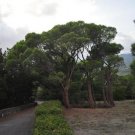 10 seed per pack Pinus pinea Italian Stone, Umbrella or Parasol Pine