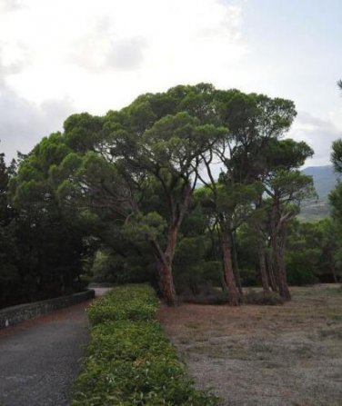 10 seed per pack Pinus pinea Italian Stone, Umbrella or Parasol Pine