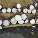 10 seed per pack Manihot esculenta Tapioca Plant Cassava Yuca Manioc