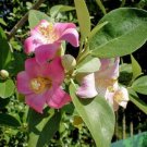 10 seed per pack Lagunaria patersonia Norfolk Island Hibiscus Primrose Tree