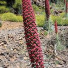10 seed per pack Echium wildpretii Tower of Jewels Red Bugloss