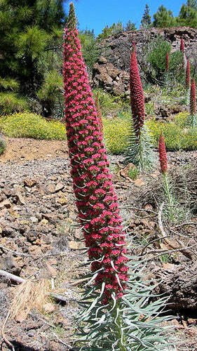 10 seed per pack Echium wildpretii Tower of Jewels Red Bugloss