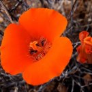 5 seed per pack Calochortus kennedyi Desert Mariposa Lily