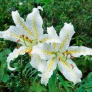 10 seed per pack Hibiscus tiliaceus Beach or Sea Hibiscus