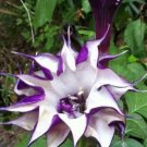 10 seed per pack Nipponanthemum nipponicum Montauk or Nippon Daisy