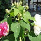 10 seed per pack Datura metel Double Purple Horn of Plenty