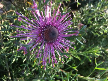 20 seed per pack Passiflora foetida Running Pop Stinking Passion Flower