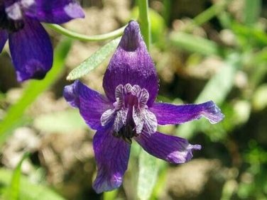 10 seed per pack Isopogon formosus Drumsticks Rose Coneflower