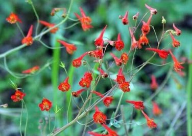 10 seed per pack Delphinium variegatum Royal Larkspur
