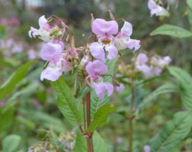 5 seed per pack Delphinium barbeyi Subalpine or Barbey's Larkspur