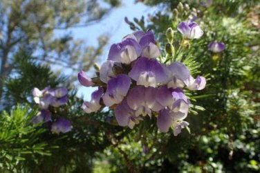 10 seed per pack Mohavea confertiflora The Ghost Flower