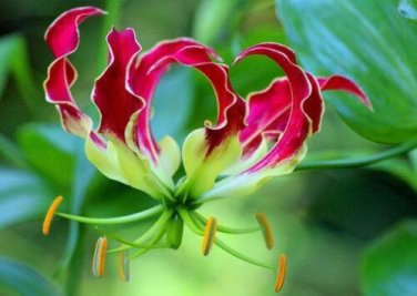 10 seed per pack Nymphaea rubra Red Cup Red Flare