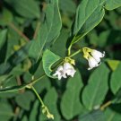 5 seed per pack Caesalpinia sappan Sappanwood Brazilwood