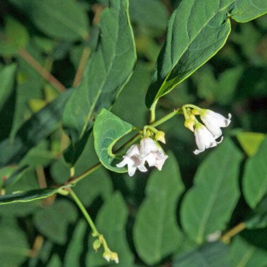 5 seed per pack Caesalpinia sappan Sappanwood Brazilwood