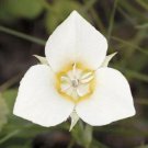 5 seed per pack Lilium philippinense Benguet lily Philippine lily