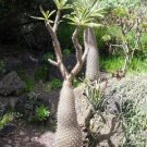 10 seed per pack Pachypodium geayi Elephant's Foot Madagascar Palm